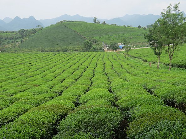 visiting tea plantations in moc chau