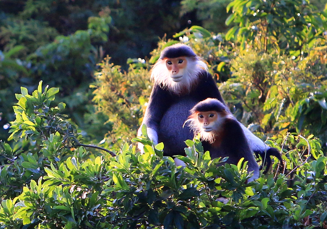 queen of primates on son tra peninsula