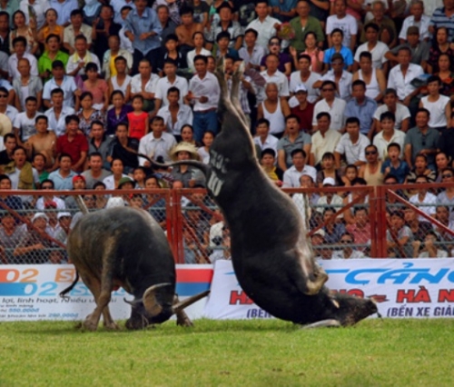 Do Son Buffalo Fighting Festival attracts large attendance