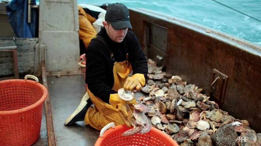 french navy ready to intervene in scallops row with uk fishermen