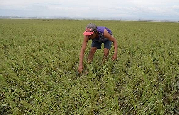 Philippine farmers risk death to save crops from killer typhoon