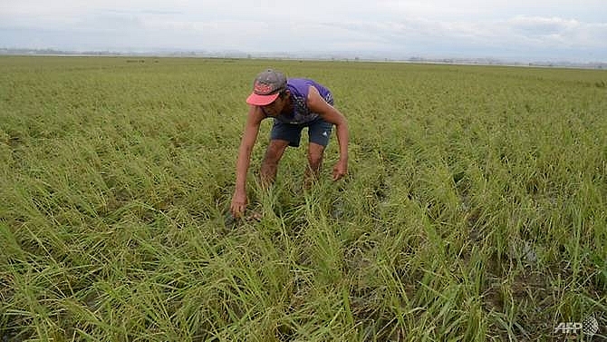 philippine farmers risk death to save crops from killer typhoon