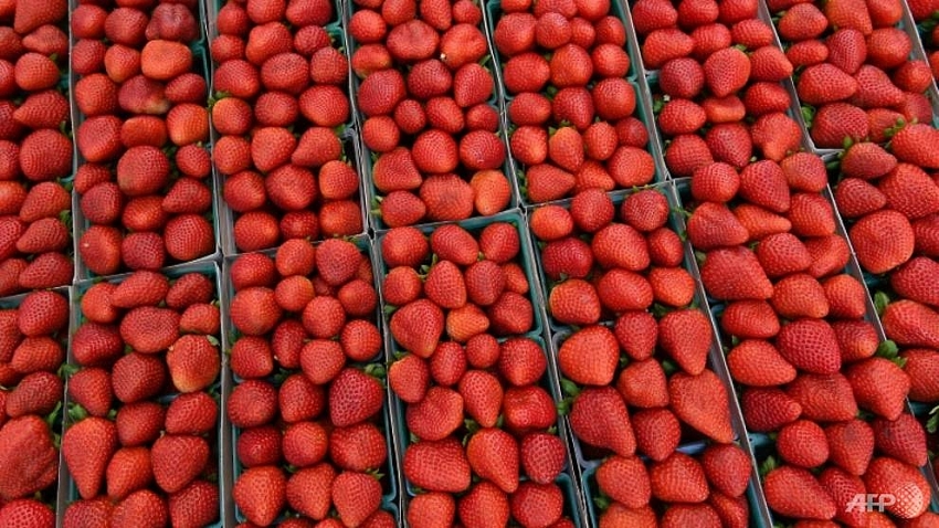 needles found in strawberries at new zealands countdown supermarket report