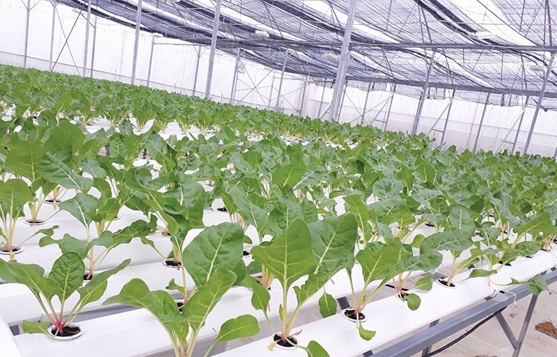 phu yen to rise as high tech agriculture hub