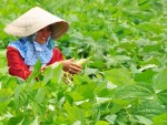 Dak Nong ideal for hi-tech agriculture