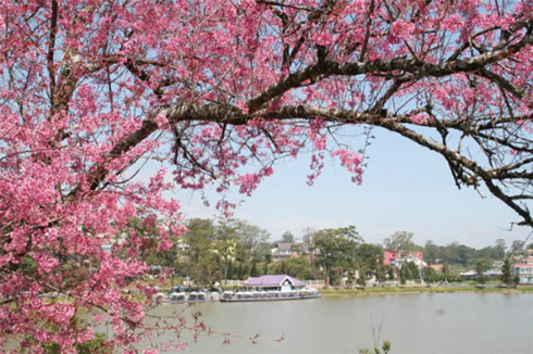 Da Lat to host first Cherry Blossom Festival