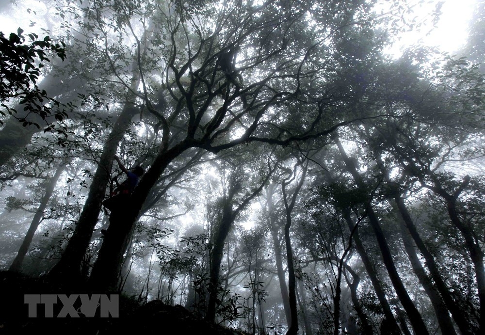 grandiose beauty of ta lien son forest in lai chau