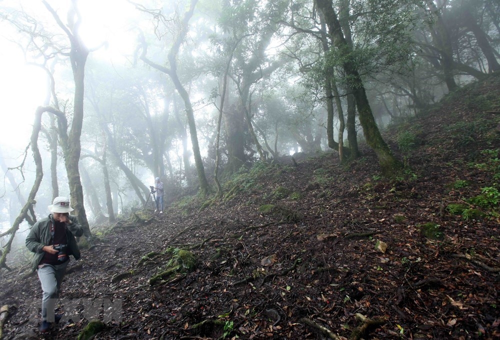 grandiose beauty of ta lien son forest in lai chau