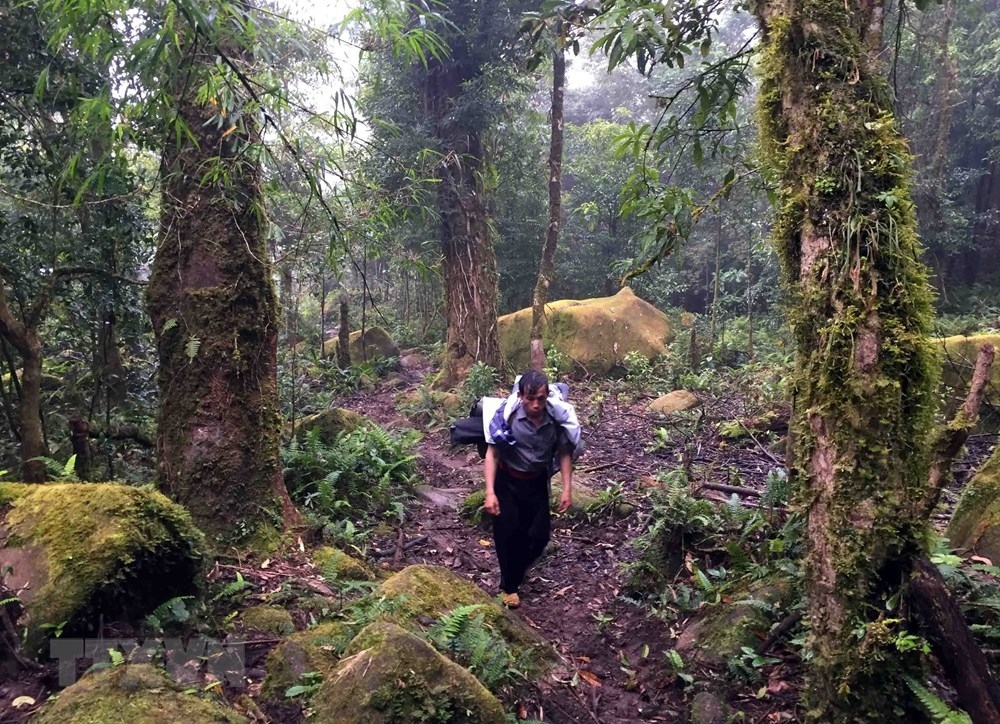 grandiose beauty of ta lien son forest in lai chau