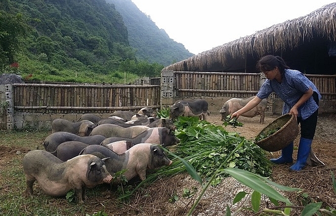 Tea pork farm makes a big hit in Ninh Binh