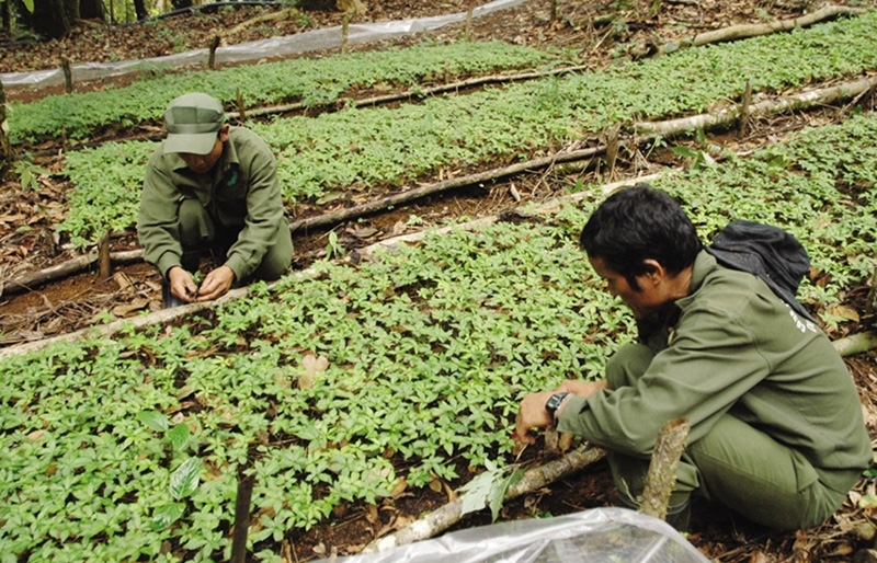 Kon Tum spurs high-tech agriculture development