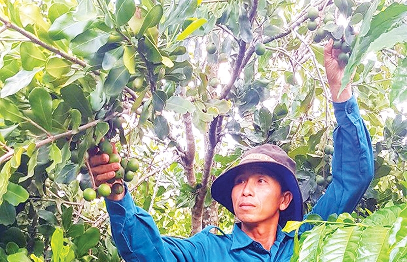 Macadamia nuts ripe for billion-dollar expansion