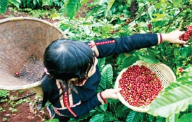 Dak Lak prepares to defend patent rights of Buon Me Thuot Coffee