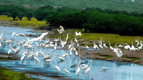 xuan thuy national park a bird paradise