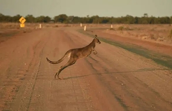 Australian kangaroo killer avoids jail