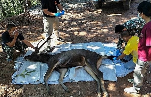 Dead deer found in Thailand with 7kg of plastic in stomach