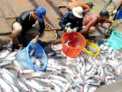 Vietnamese farmers earn big time from selling catfish to US