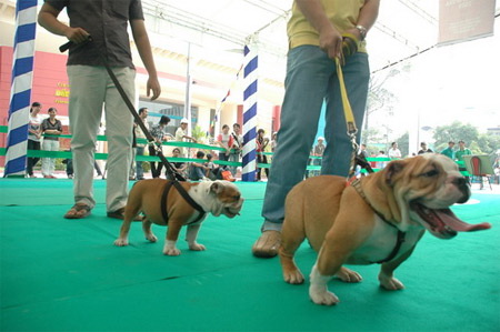 Five competitions in Vietnam Dog Show 2012