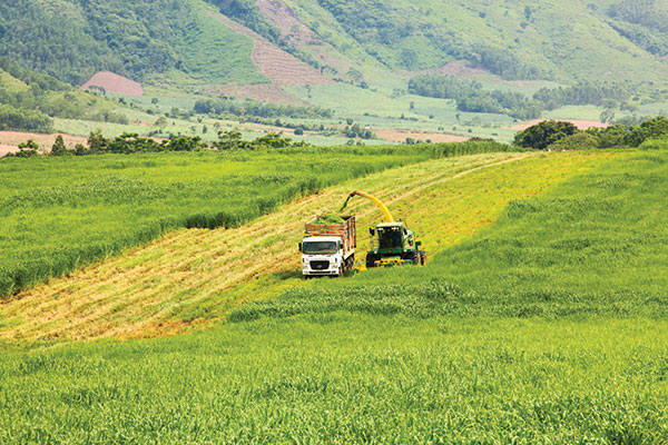 trailblazing dairy production