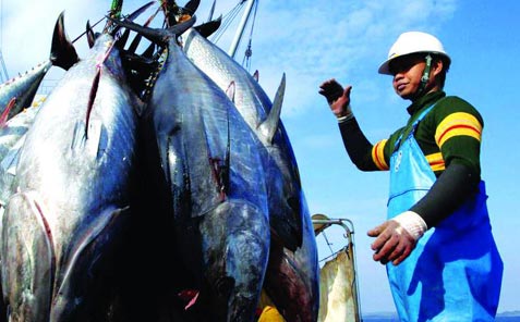 tuna exports made surprising recovery in october