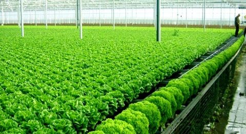 City targets becoming Southeast Asia’s top vegetable producer
