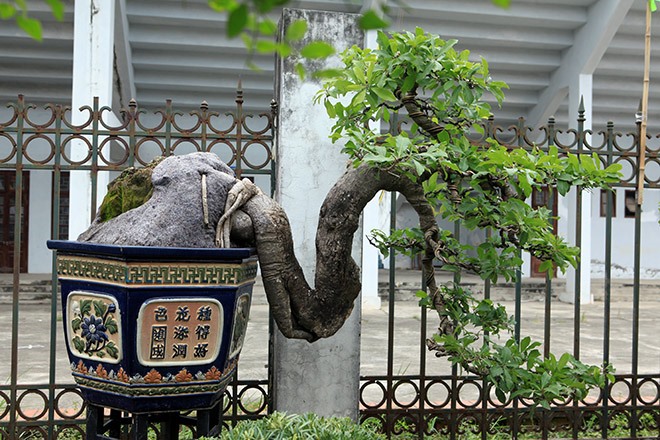 Ornamental plant and bird exhibition opens in Hà Nội