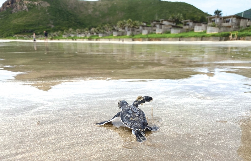 Con Dao Island A serene home for precious turtles