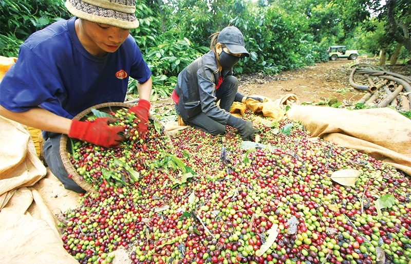 Corralling coffee production towards higher sustainability