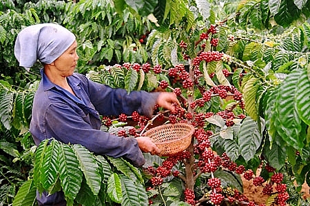 vietnam coffee day 2018 sustainable coffee development