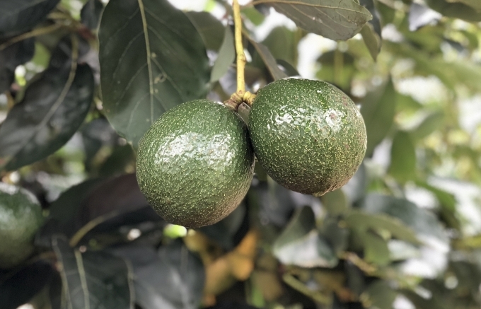 Dak Nong avocado gets New Zealand support for exports