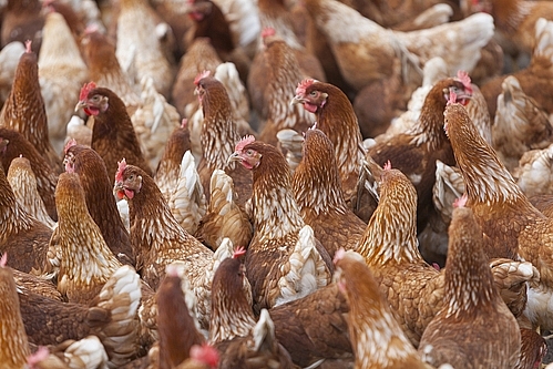 avian flu outbreaks in early 2018