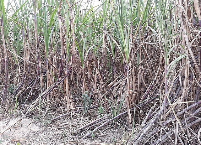 cane farmers call for help after sealing off bisuco