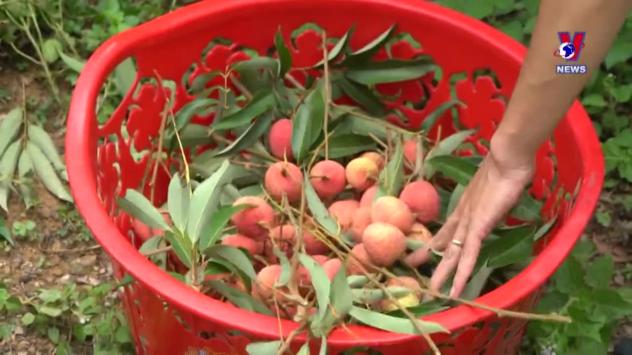 Fresh lychee reaches Japanese consumers