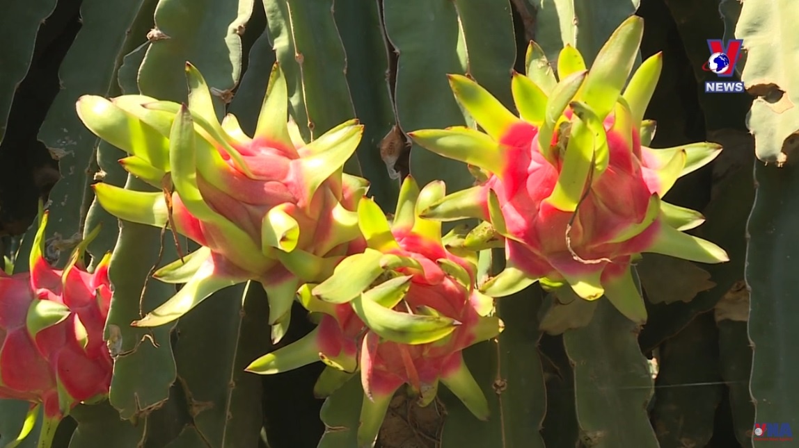 Binh Thuan dragon fruit expected to get protected status in Japan