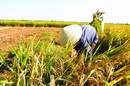 Local reforms reap rewards for farmers