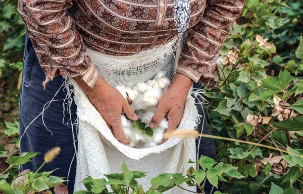 Demand for cotton forces adjustments - Vimarsana News