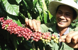 Vietnam urged to stir up coffee competition