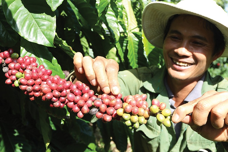 Vietnam urged to stir up coffee competition