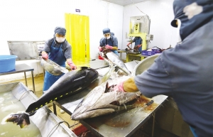 Vietnam’s seafood exporters suffering with euro fluctuation