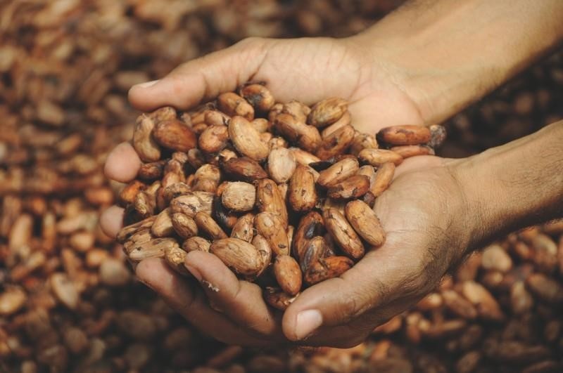 Excellent cocoa beans originating from Vietnam
