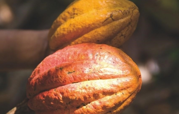 Excellent cocoa beans originating from Vietnam - Vimarsana News