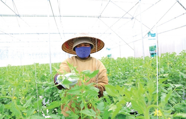 Market decline hits organic agriculture - Vimarsana News