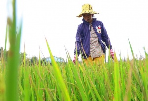 Rice farmers provided blockchain-based weather insurance for first time