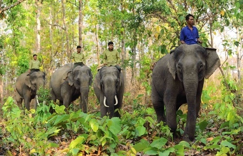 dak lak spends more than 22 million usd to end elephant rides