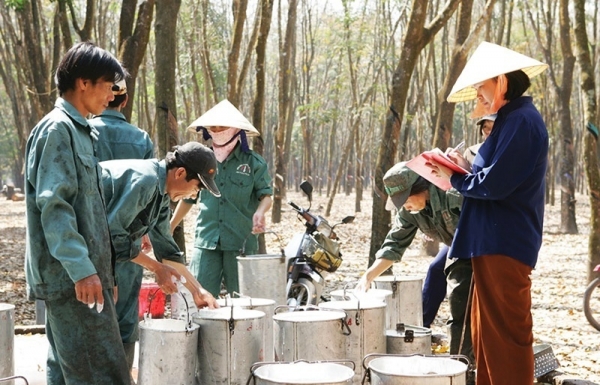 Rubber producers continue to brood over tough prices and tax complexities - Vimarsana News