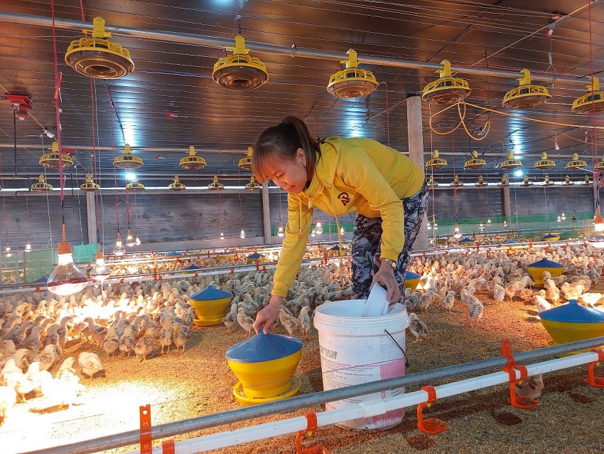 Japfa Vietnam opens state-of-the-art poultry hatchery