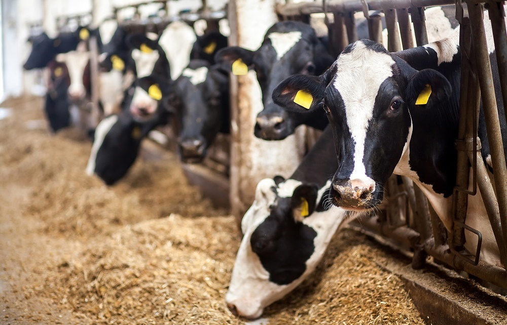 Feed producers prepare for self-sufficiency in production