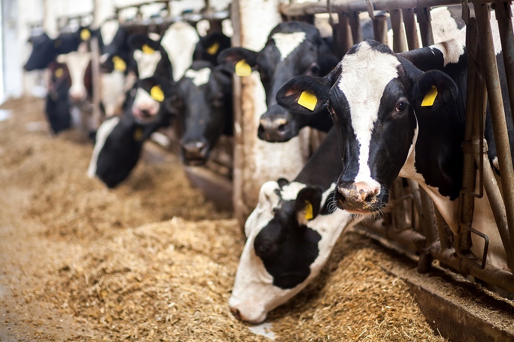Feed producers prepare for self-sufficiency in production