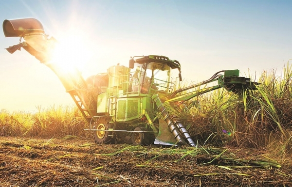 Vietnamese sugarcane gears up to cultivate new prospects - Vimarsana News
