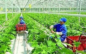 Localities striving to build smart new-style rural areas